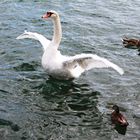 Ein stolzer Schwan