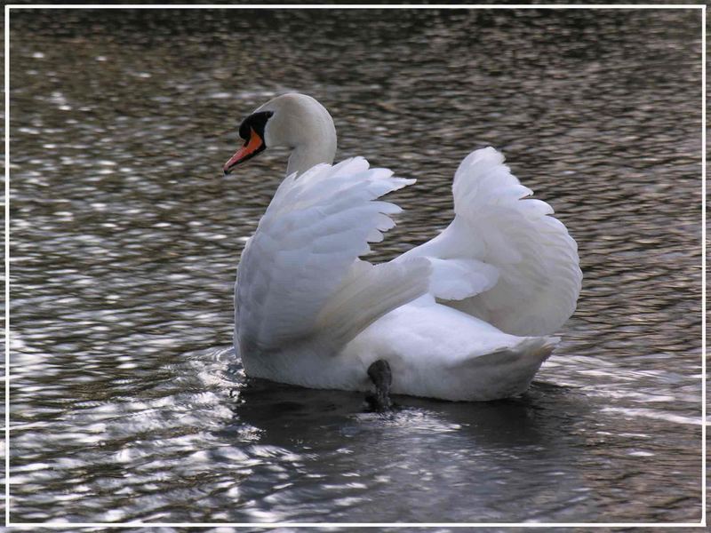 Ein stolzer Schwan