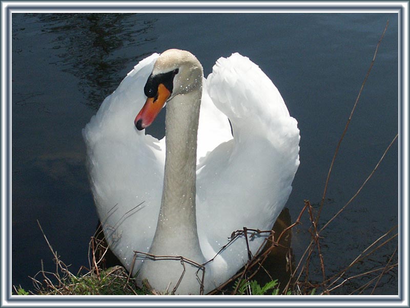 Ein stolzer Schwan