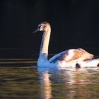 Ein stolzer Schwan in der letzten Abendsonne