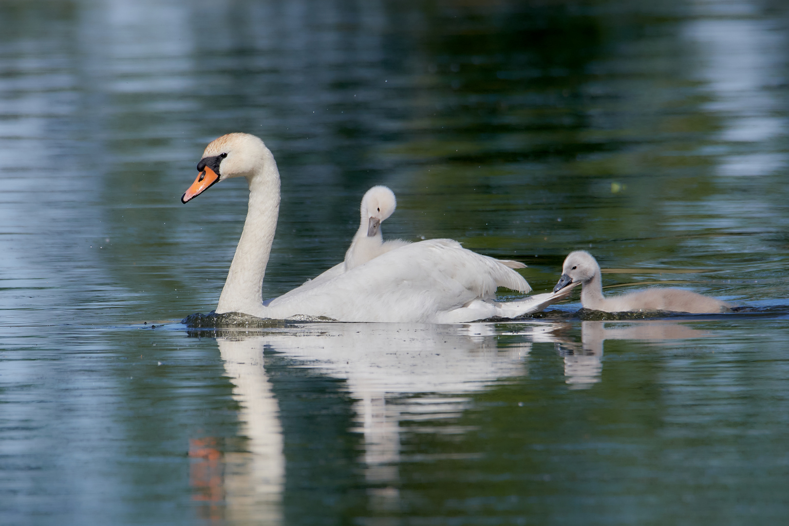 Ein stolzer Schwan mit seinem cleveren Nachwuchs ...