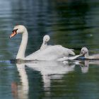 Ein stolzer Schwan mit seinem cleveren Nachwuchs ...