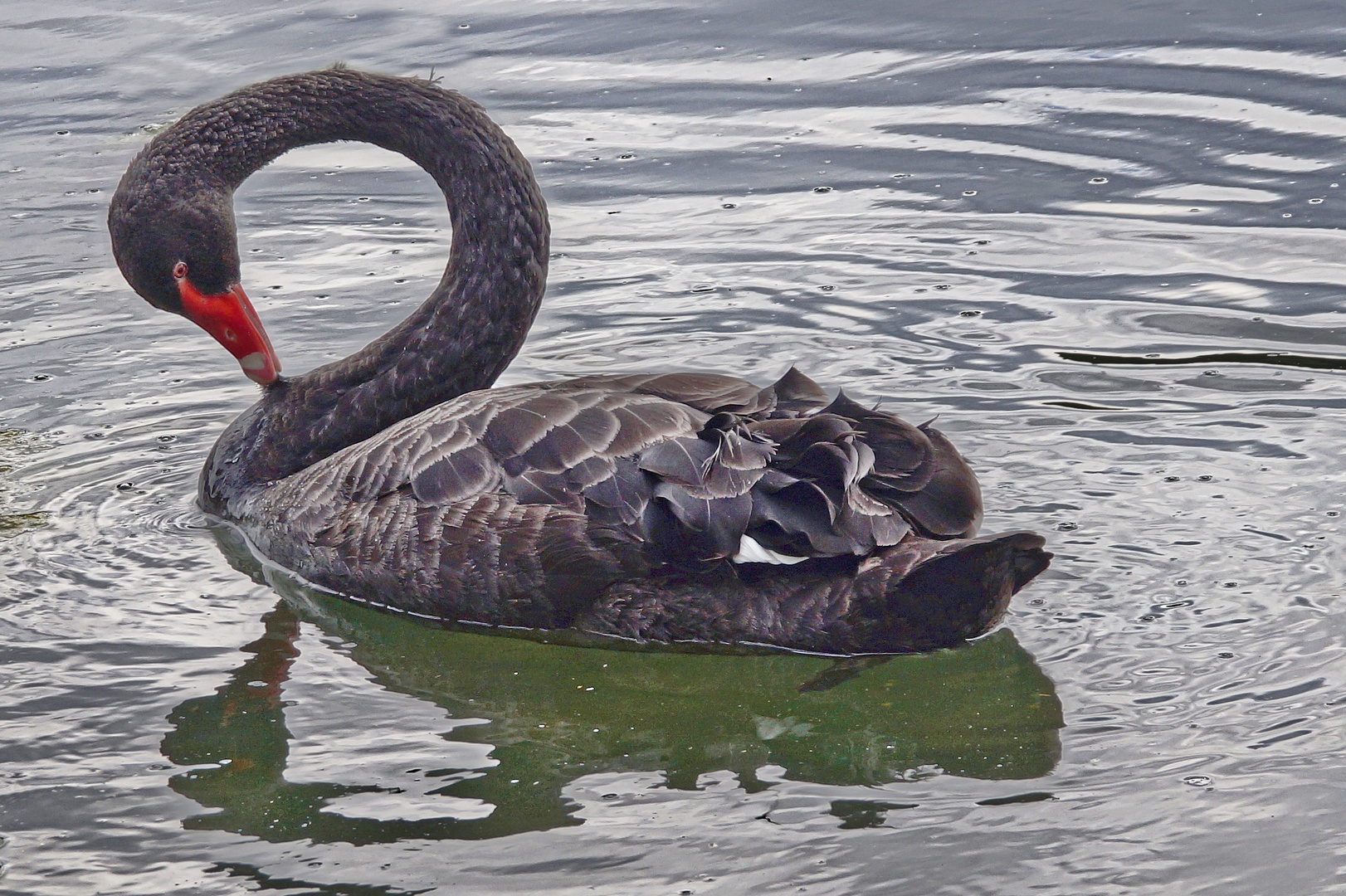 Ein stolzer Schwan putzt sich......