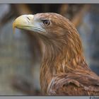 Ein stolzer Seeadler