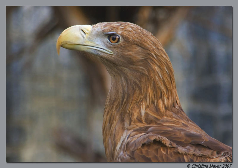 Ein stolzer Seeadler