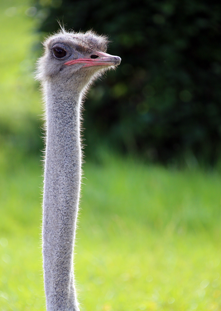 ein stolzer Vogel