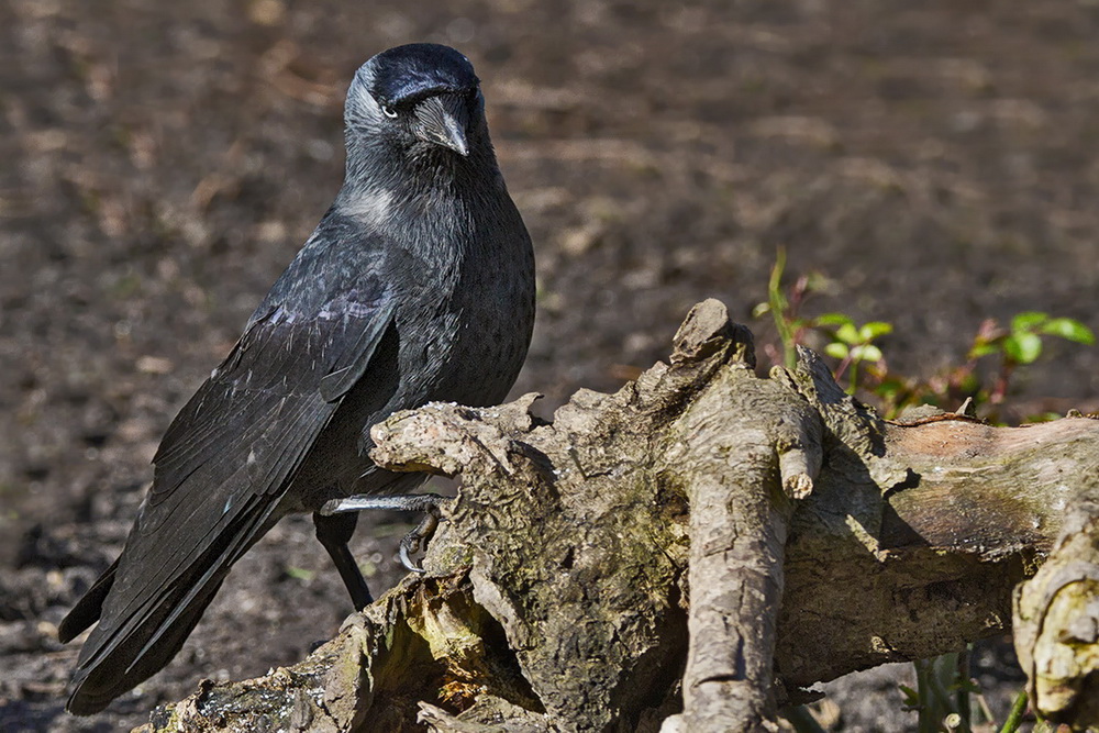 Ein stolzer Vogel