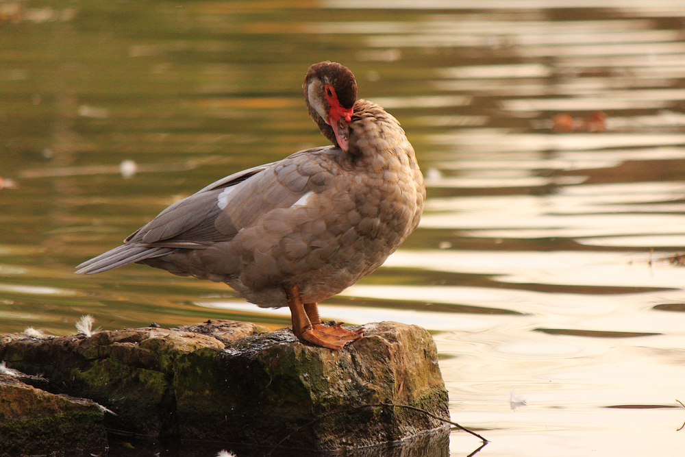 Ein stolzer Vogel