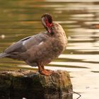 Ein stolzer Vogel