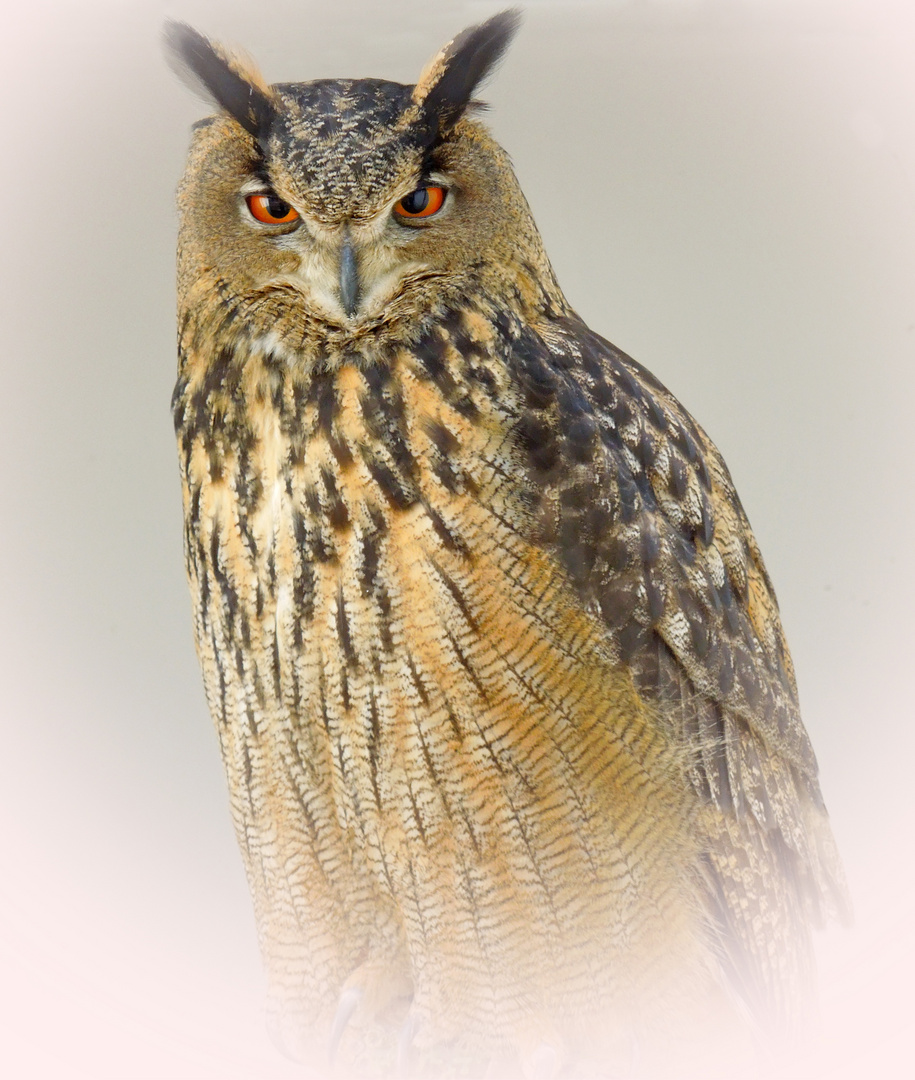 Ein stolzer Vogel