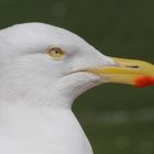 Ein stolzer Vogel