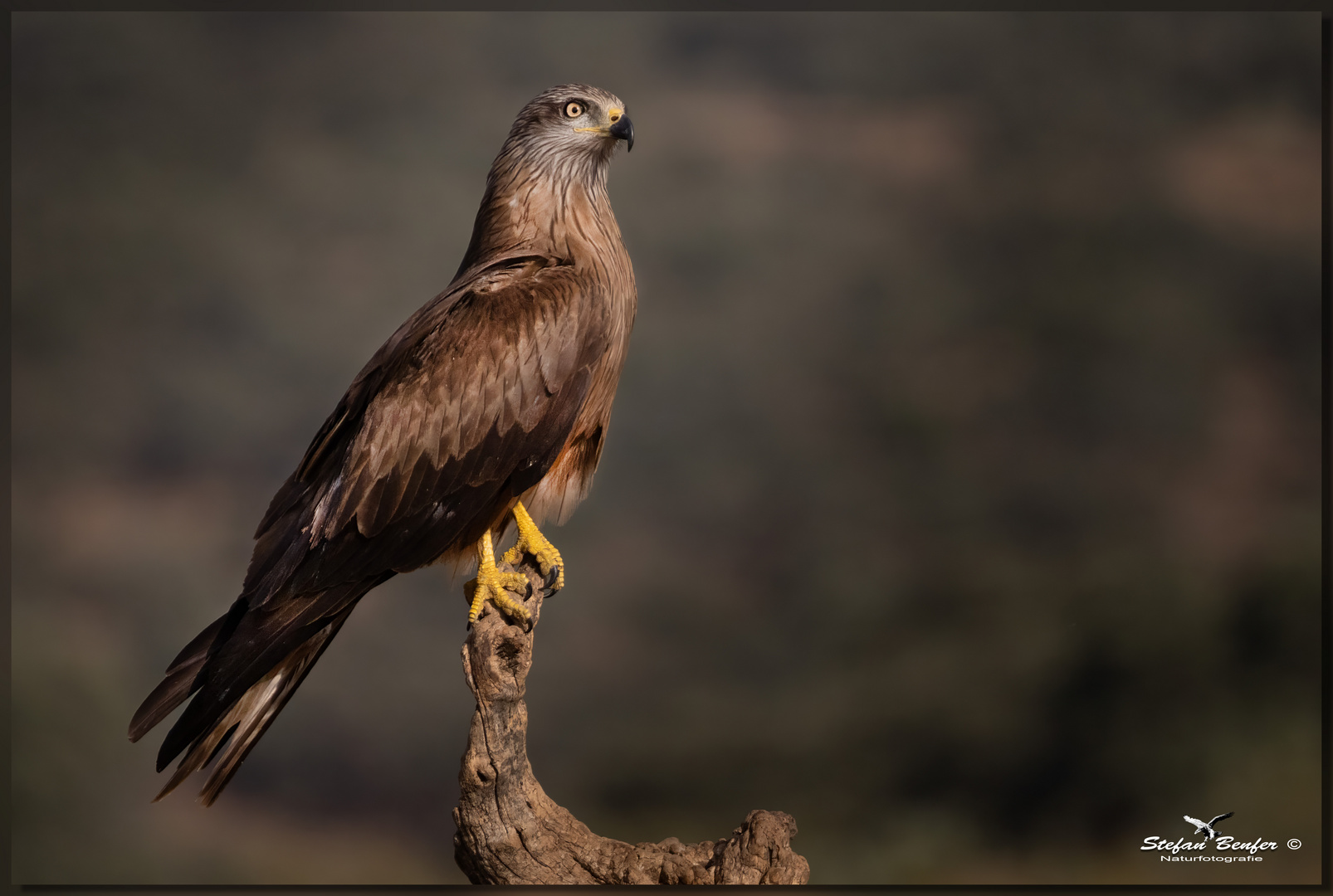 Ein stolzer Vogel