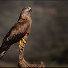 Ein stolzer Vogel