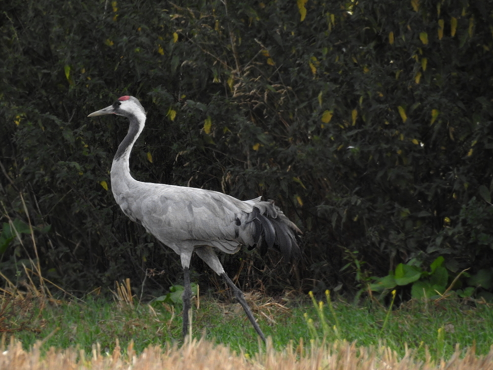 Ein stolzer Vogel