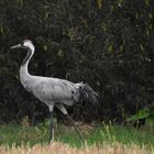 Ein stolzer Vogel