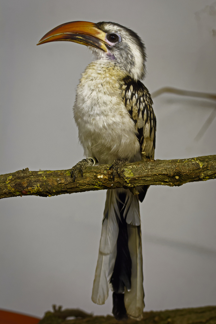 Ein stolzer Vogel