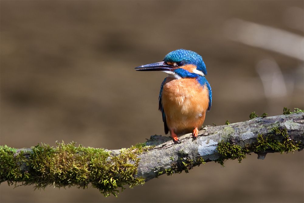 Ein stolzer Vogel !