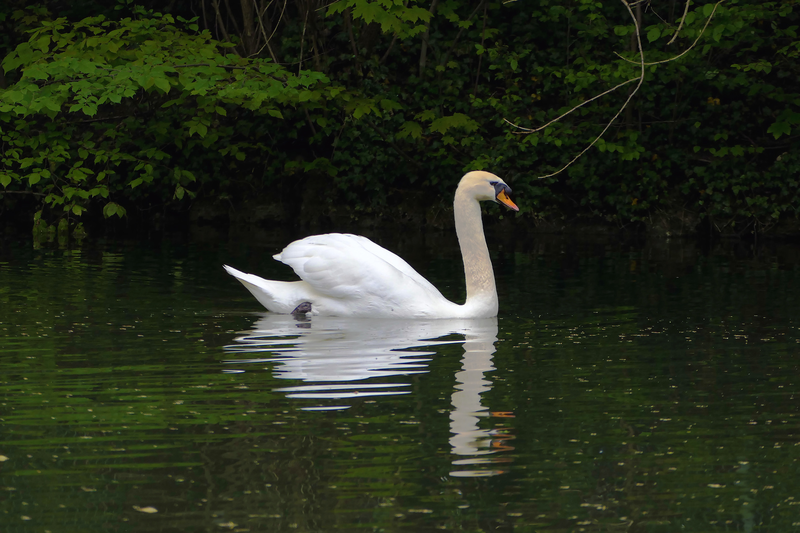 Ein stolzer Vogel