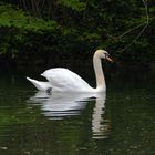 Ein stolzer Vogel