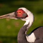 Ein stolzer Vogel