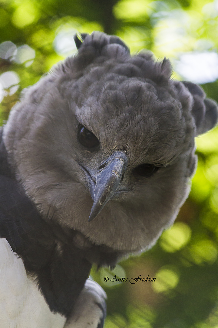 ein stolzer Vogel.....