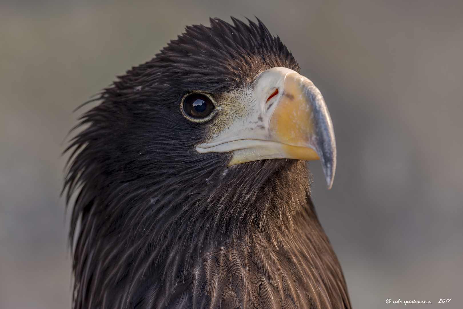 ein stolzer Vogel 