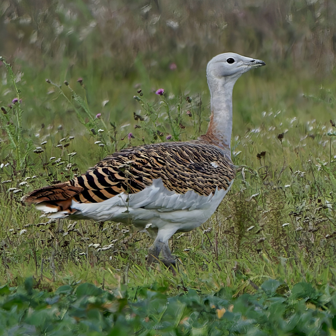 Ein stolzer Vogel