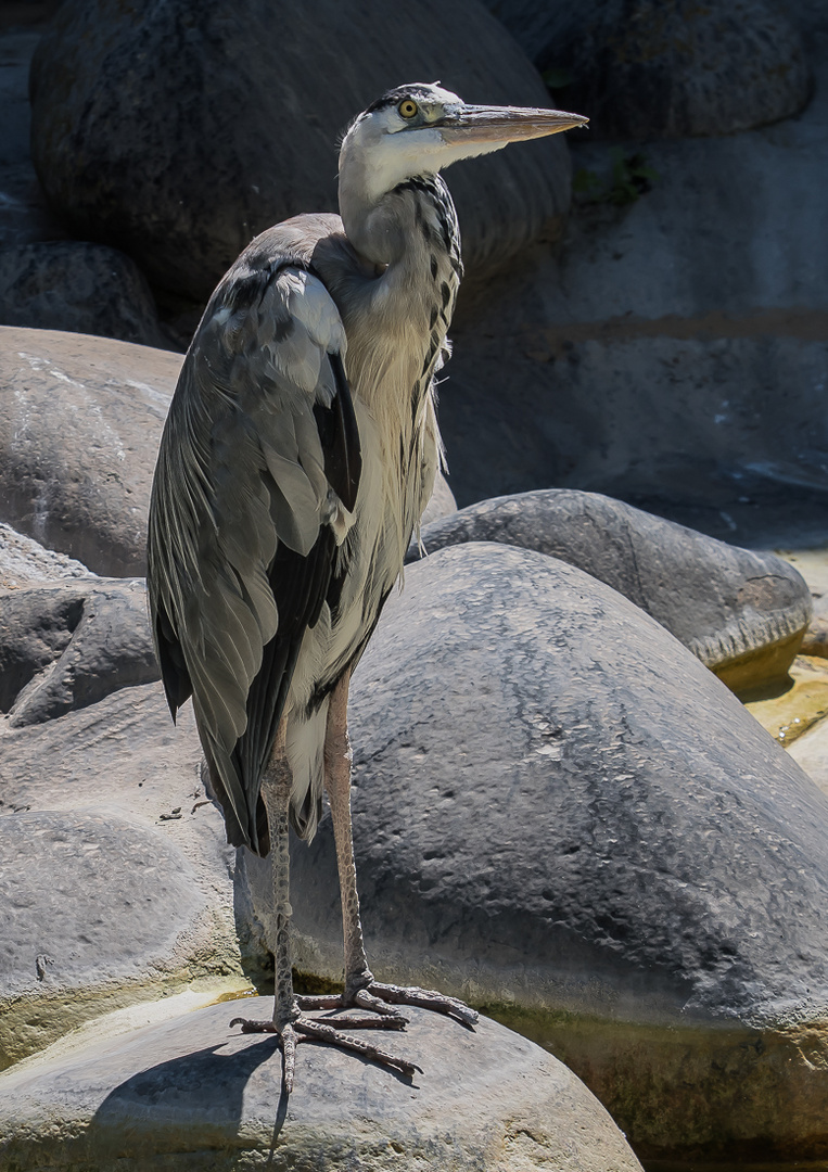 EIN STOLZER VOGEL