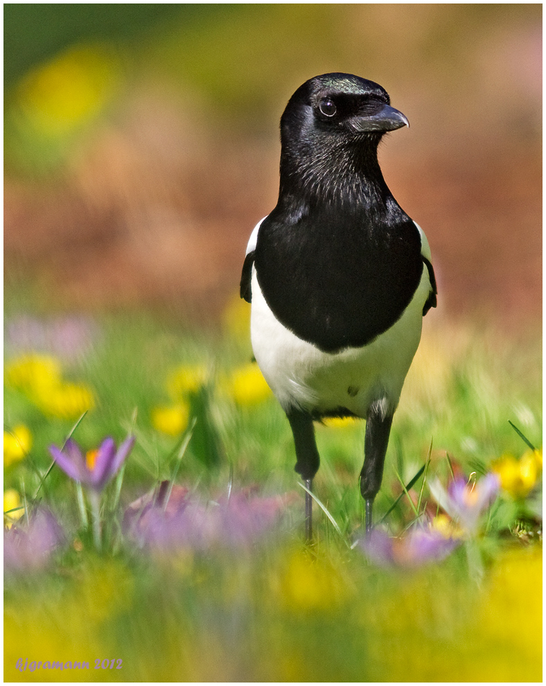 ein stolzer vogel.......