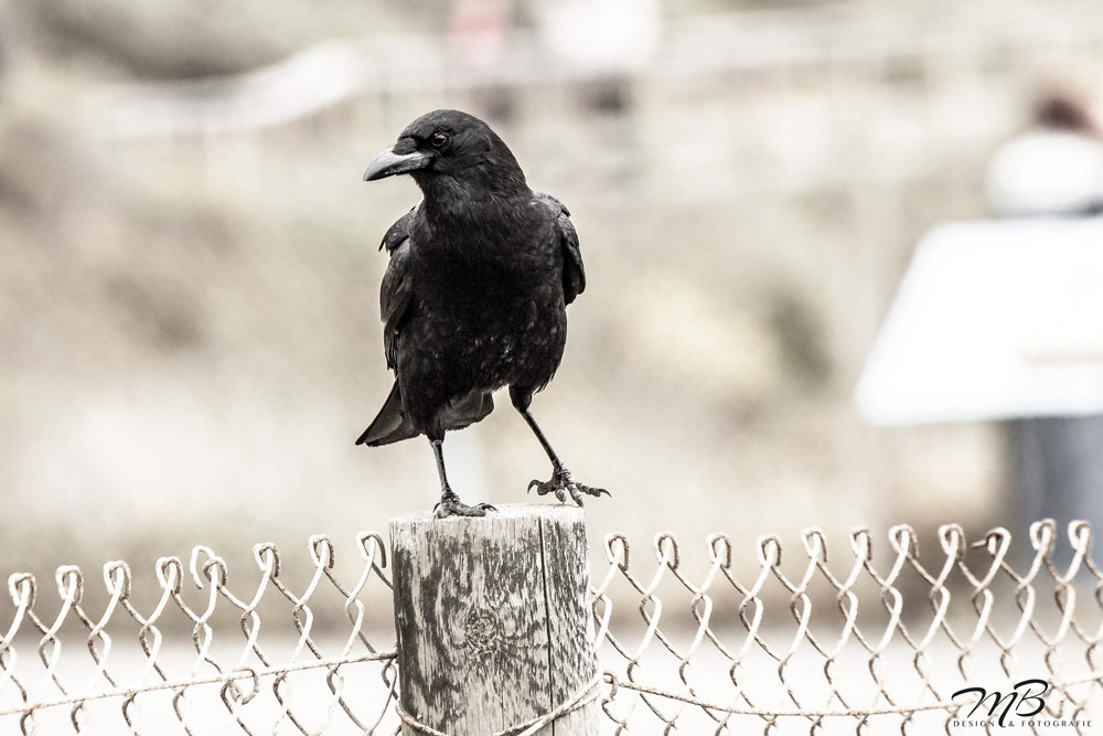 Ein stolzer Vogel