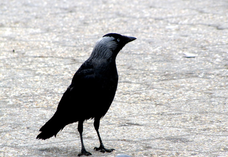 Ein stolzer Vogel