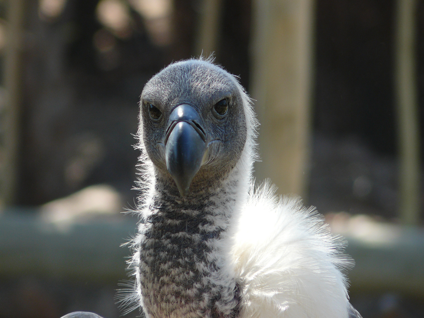 EIN STOLZER VOGEL