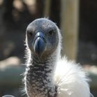 EIN STOLZER VOGEL