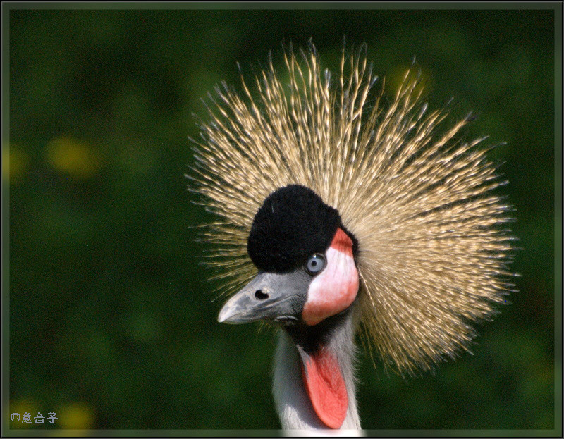 Ein stolzer Vogel...