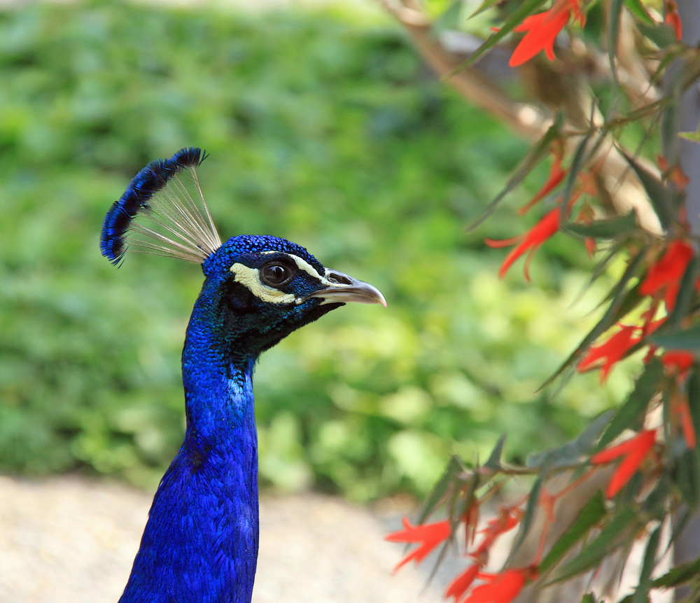 Ein stolzer Vogel