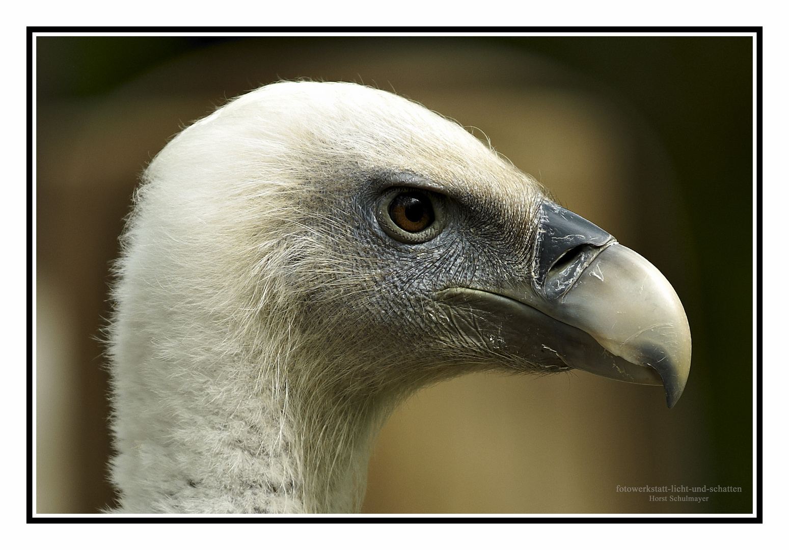 Ein stolzer Vogel