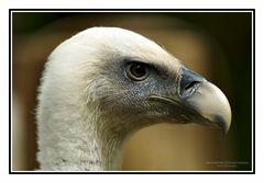 Ein stolzer Vogel