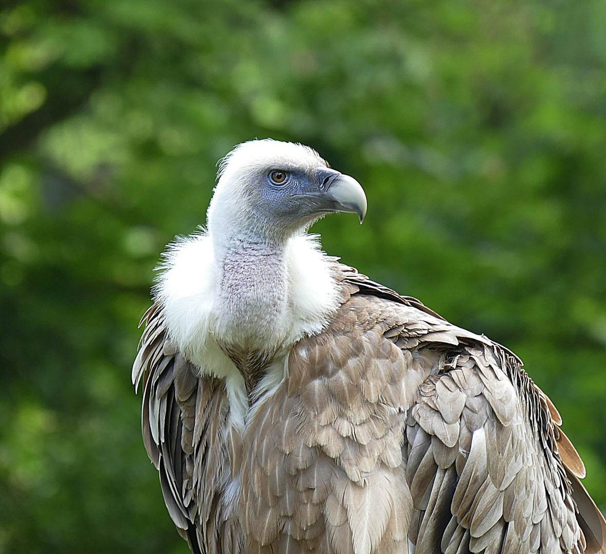 Ein stolzer Vogel.....