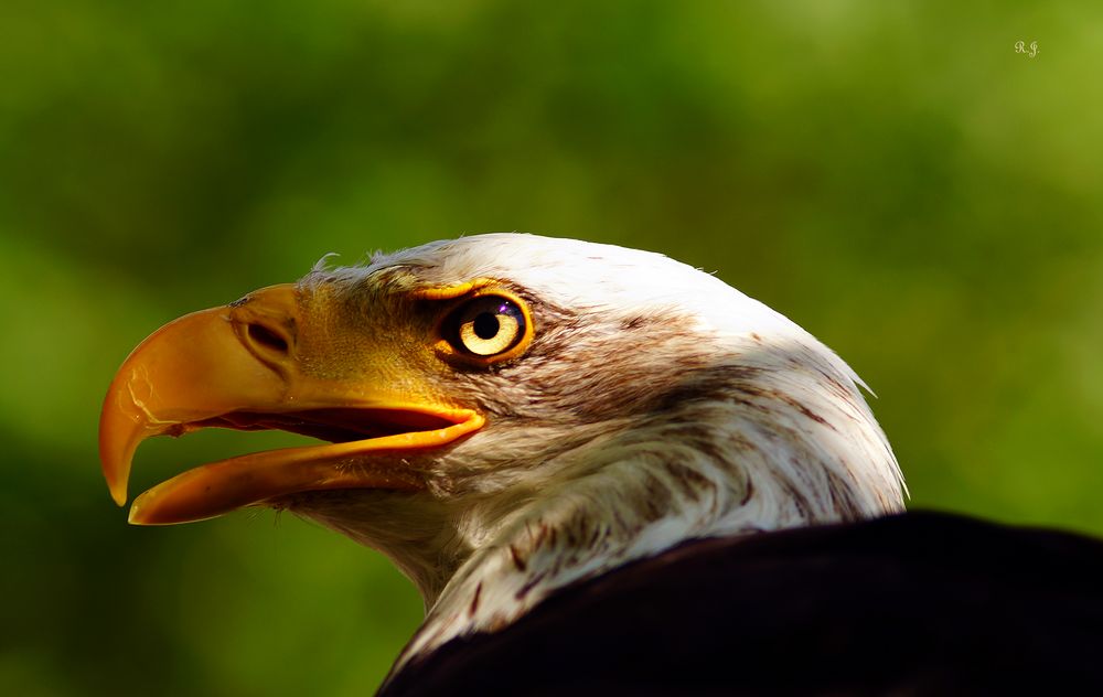 ein stolzer Vogel