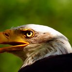 ein stolzer Vogel