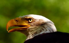 ein stolzer Vogel