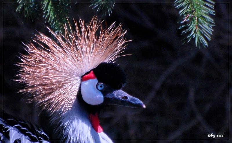 Ein stolzer Vogel geniesst....