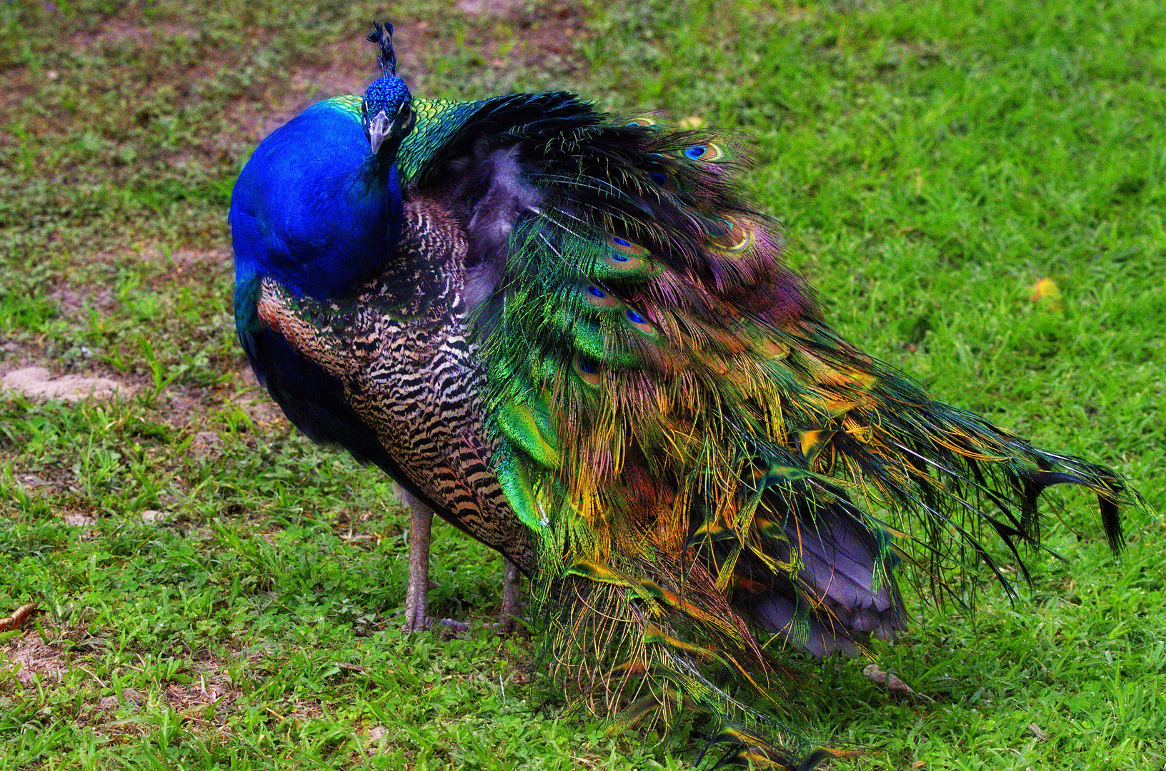 ... ein stolzer Vogel in Paradise ...