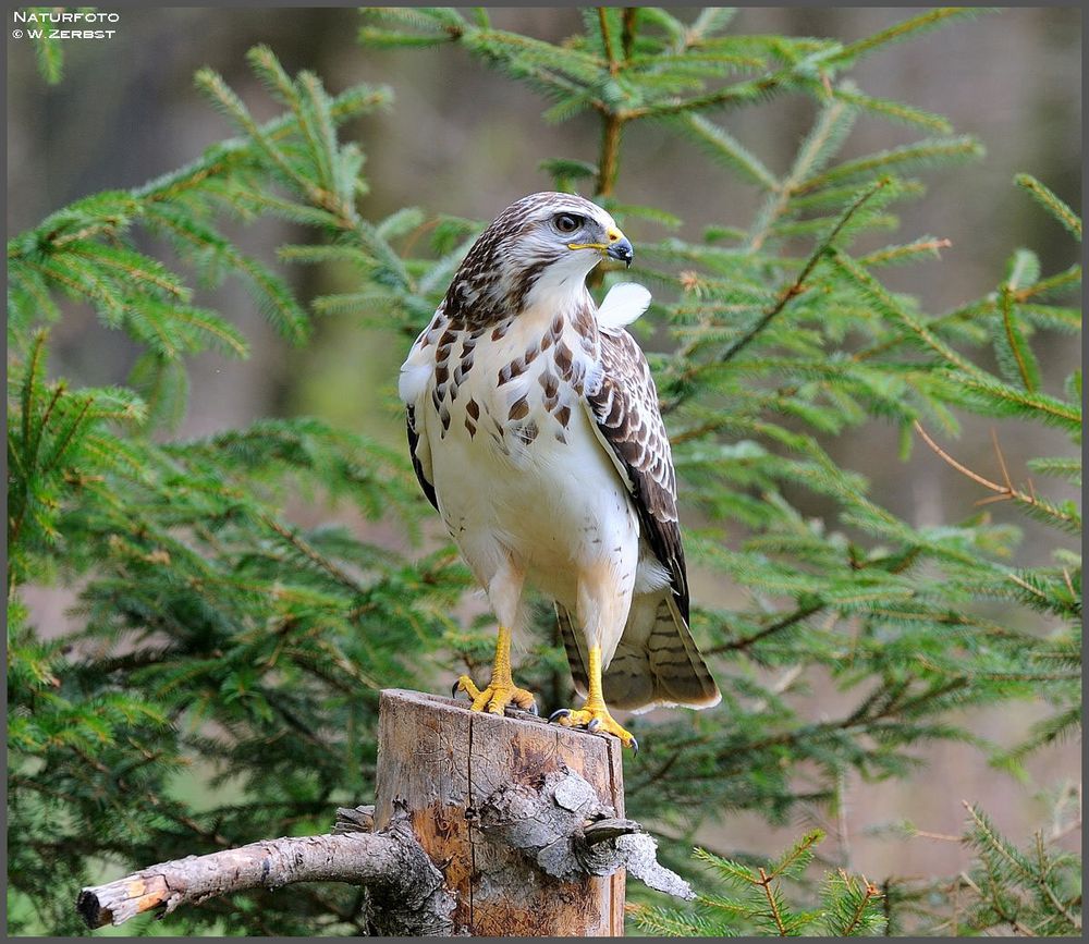 - Ein stolzer Vogel - Mäusebusard. ( Buteo buteo )