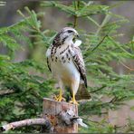 - Ein stolzer Vogel - Mäusebusard. ( Buteo buteo )