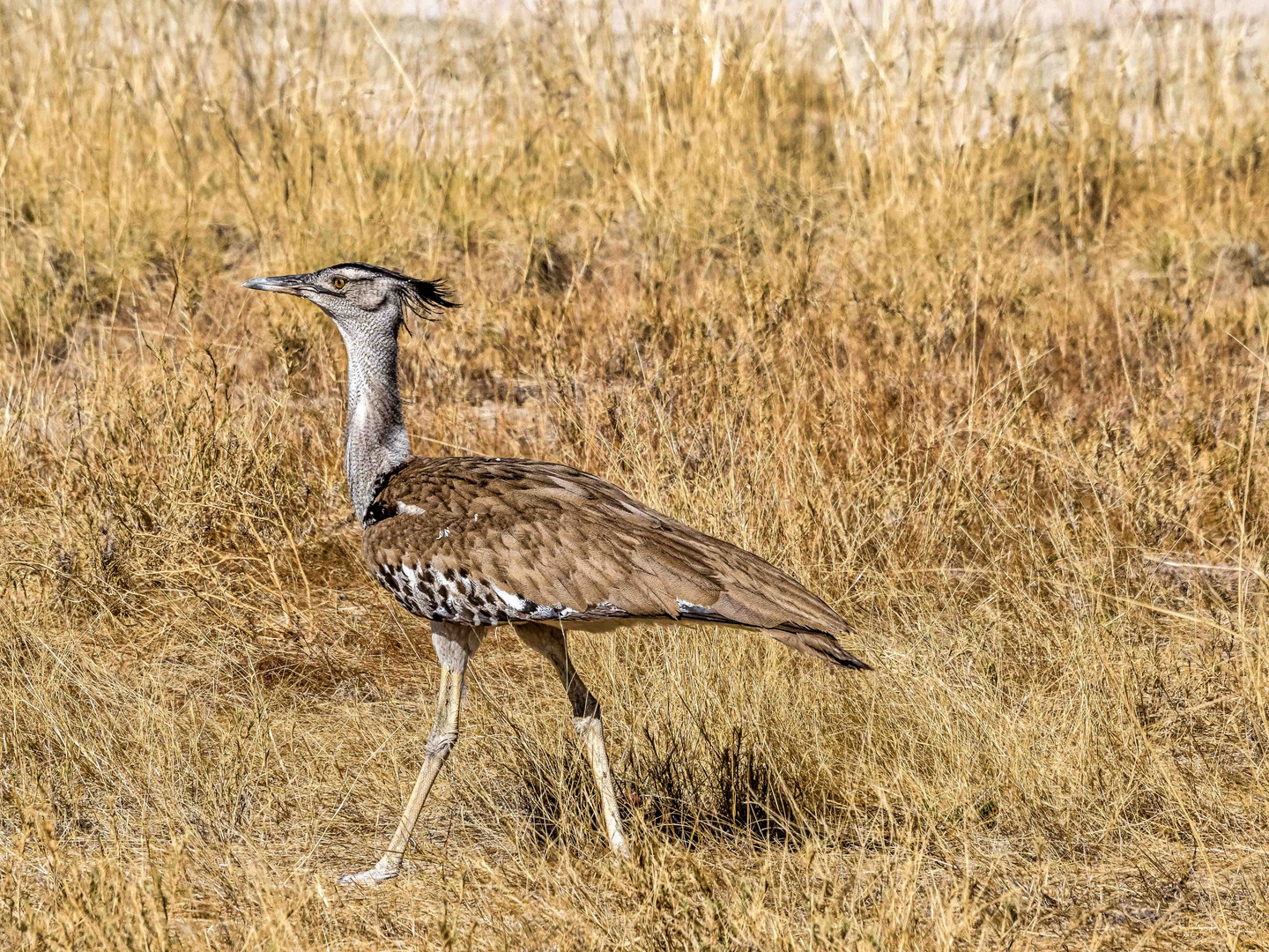 Ein stolzer Vogel (Riesentrappe)