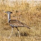 Ein stolzer Vogel (Riesentrappe)