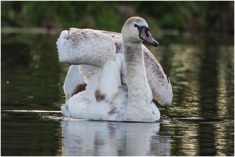 Ein stolzer weißer Schwan