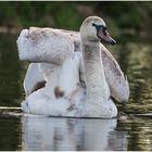 Ein stolzer weißer Schwan