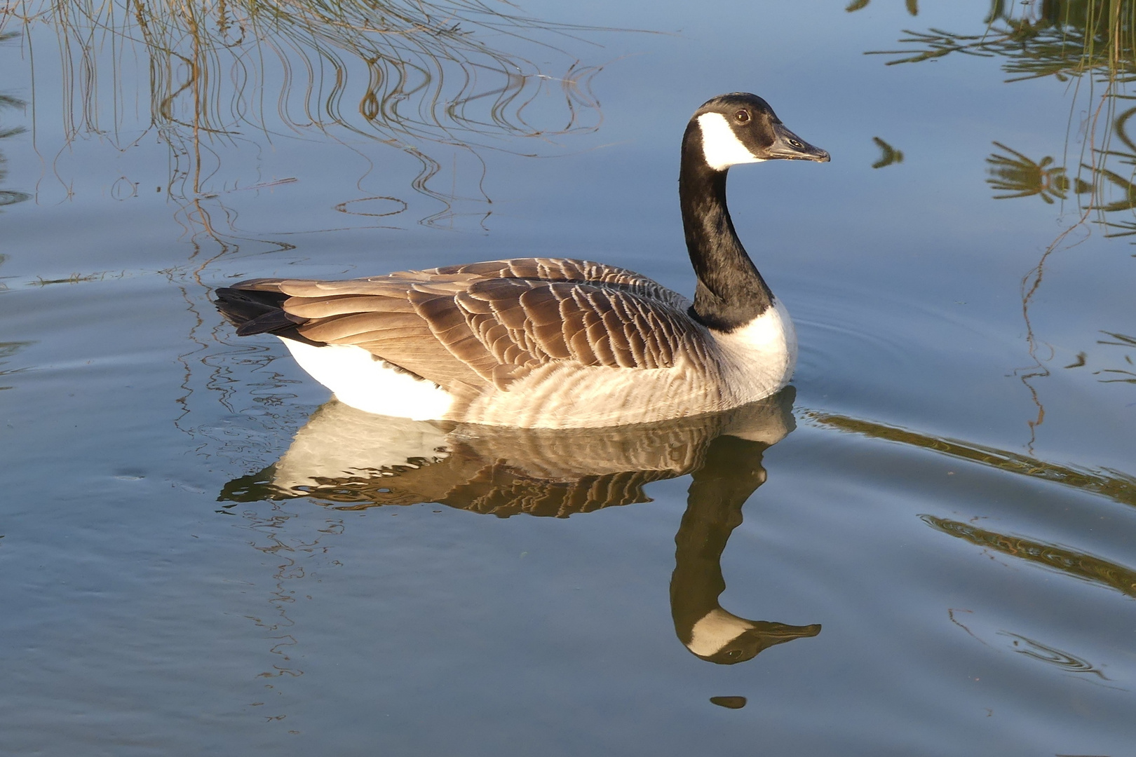 Ein stolzes Tier im Teich der Kölner Flora